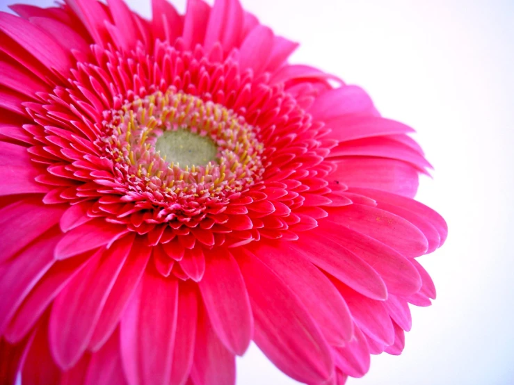 a big pink flower with yellow center in front of white background