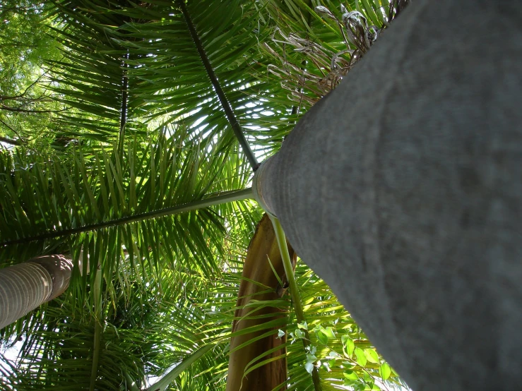 green palm tree leaves and sky as seen through the canopy