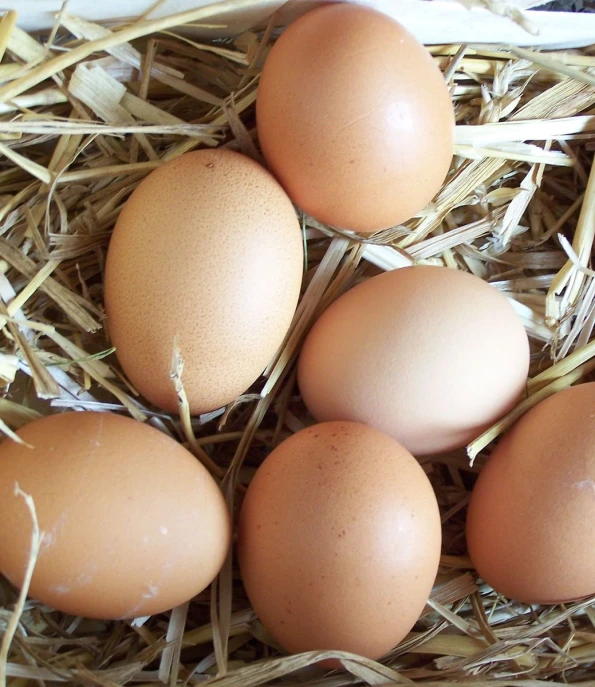 seven eggs are gathered in a pile of hay