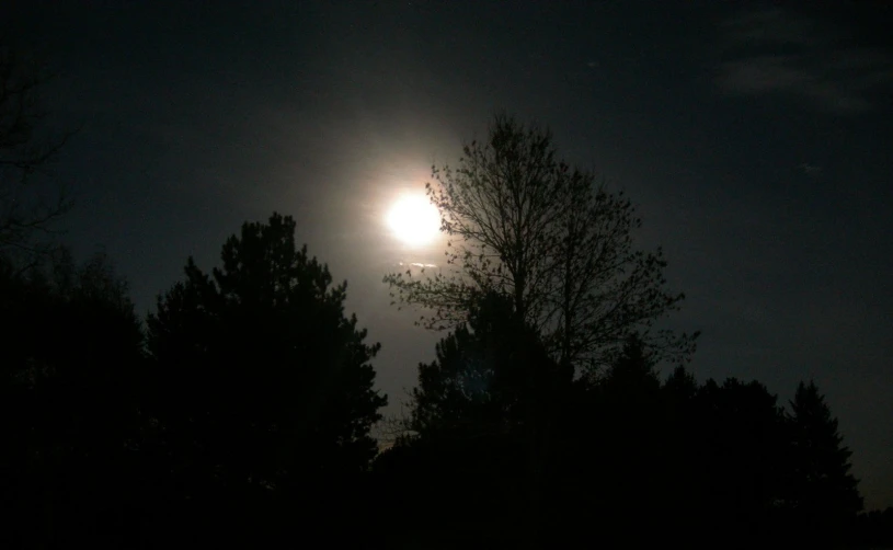 the bright full moon can be seen through trees at night