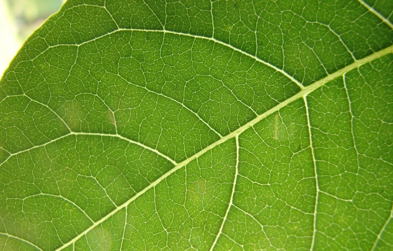 green leaf texture, with tiny droplets of water on top