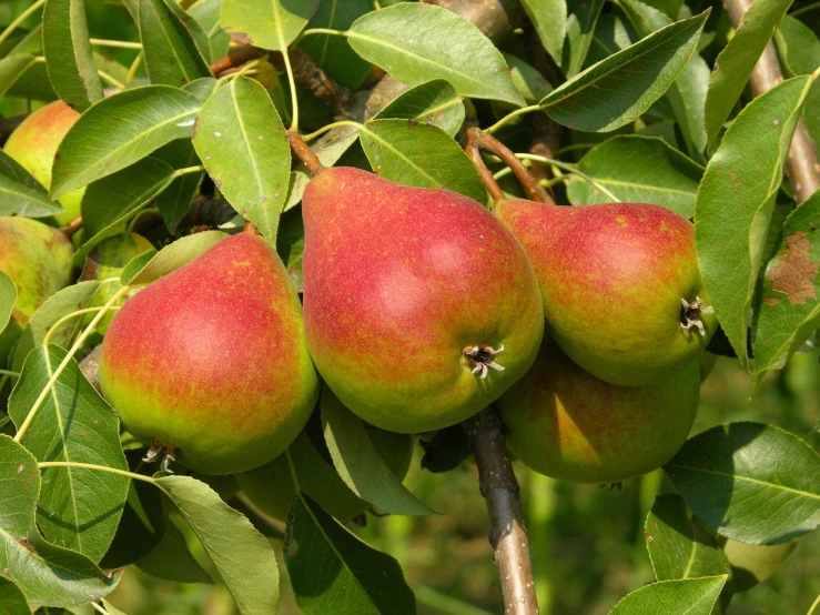 the fruit is growing on the tree nch