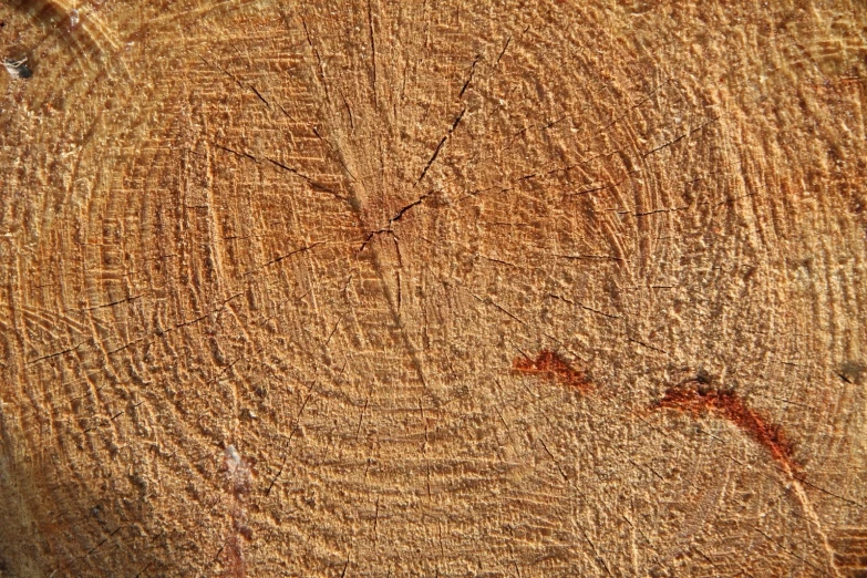 wood with brown markings and a circular cut in half
