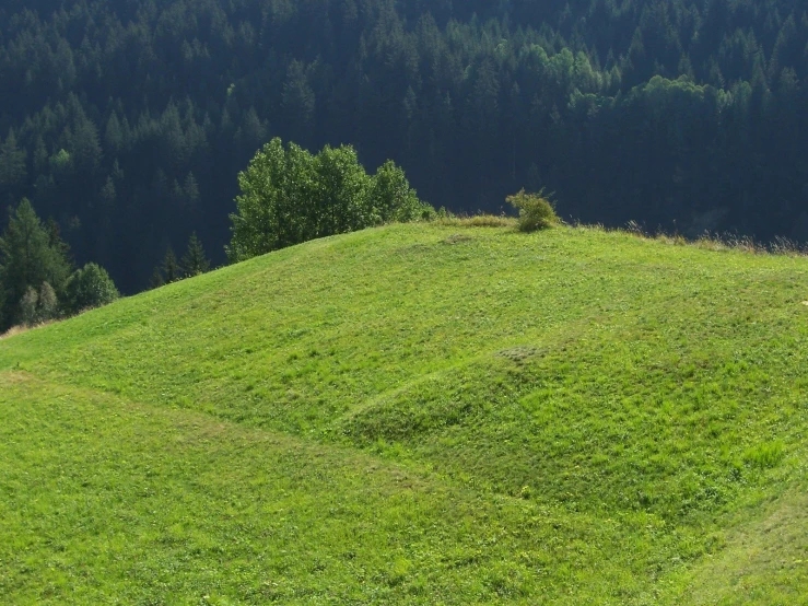 the cow is lying down on the green hill