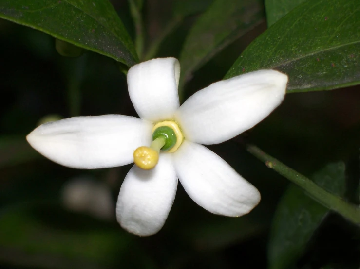the small white flower has green stamen in its center