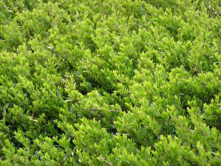 small green bushes have thin leaves and a red bird perched on it