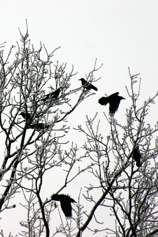 silhouettes of birds in a tree against a white sky