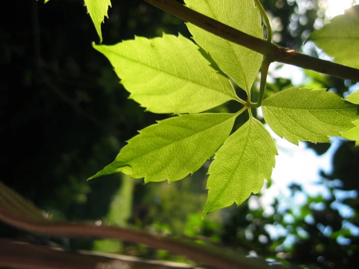 leaves of a tree in sunlight with green leaves