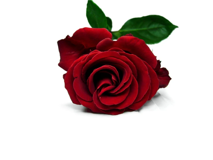 a red rose with leaves on it, in white background