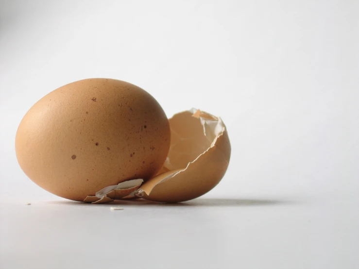 an open egg shell, with one egg in it