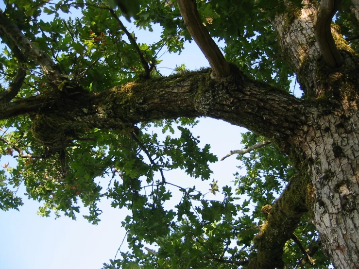 the nches of a large tree, are high up