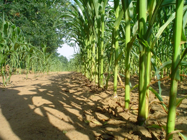 the path goes through the field near the forest