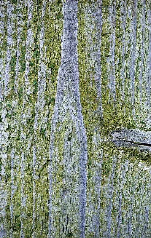 close up po of bark of trees that are growing