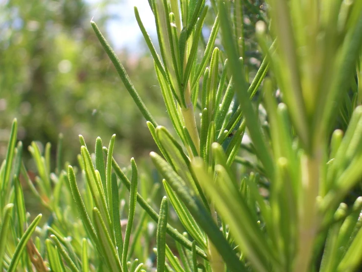 the green leaves of a tree against a blue sky