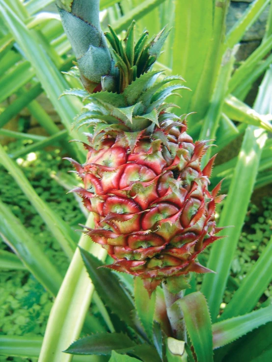 a large red pineapple sitting on the green leaves