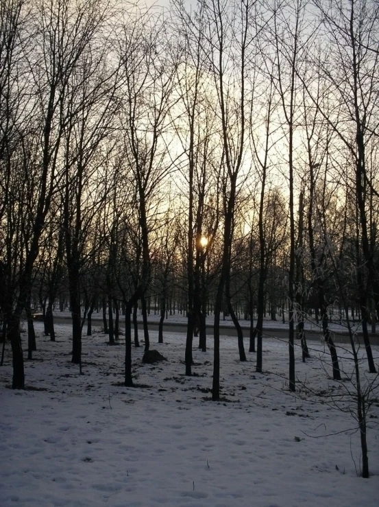 the sun setting behind trees in a snow covered field