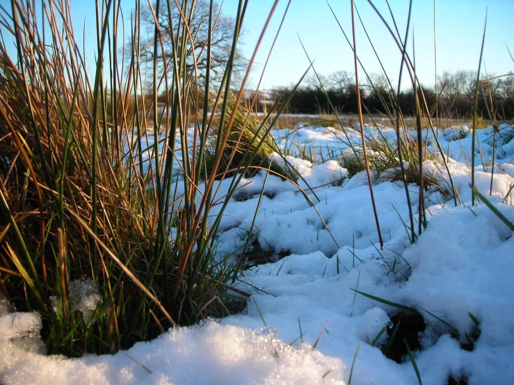 weeds in the snow covered ground at the end of a path