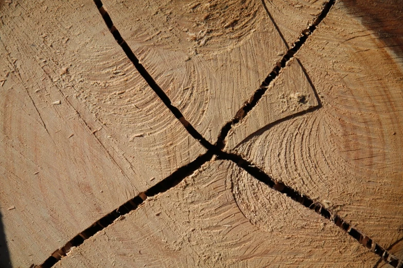 the texture of cut wood that has been chopped down