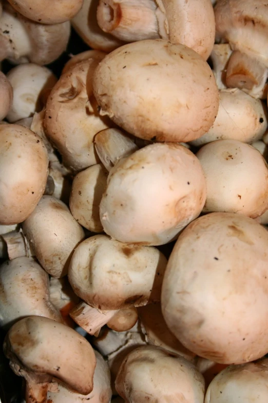 mushrooms are sitting in a pile on the ground