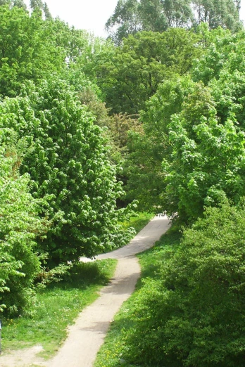 two narrow roads lead through the wooded area