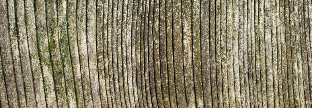 close up image of the bark of an old pine tree