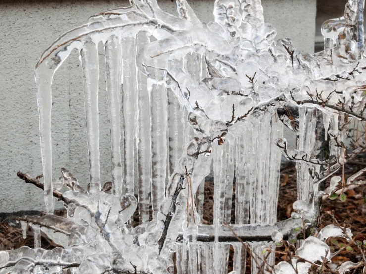 some ice covered plants in front of a building