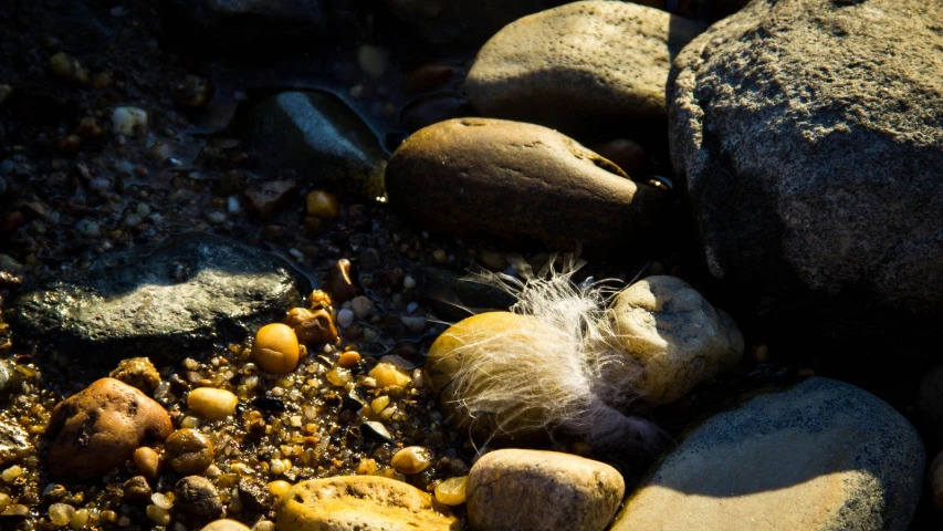 a plant that is growing from the rocks