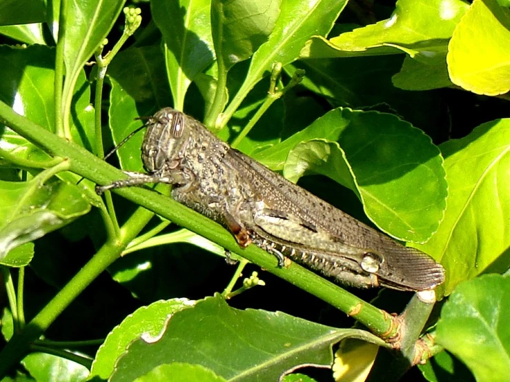 a small brown insect sitting on a green plant