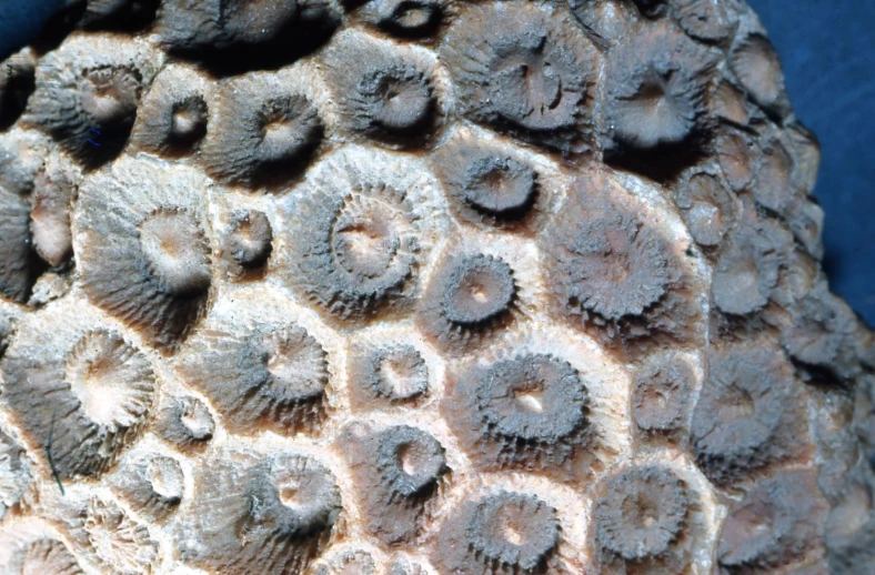 a piece of coral and its bubbles on top of it