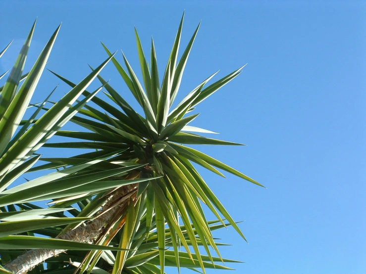 a close up image of a palm tree in the sky