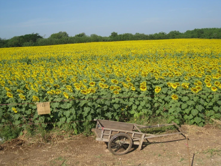 the sunflowers have spread across the field to produce