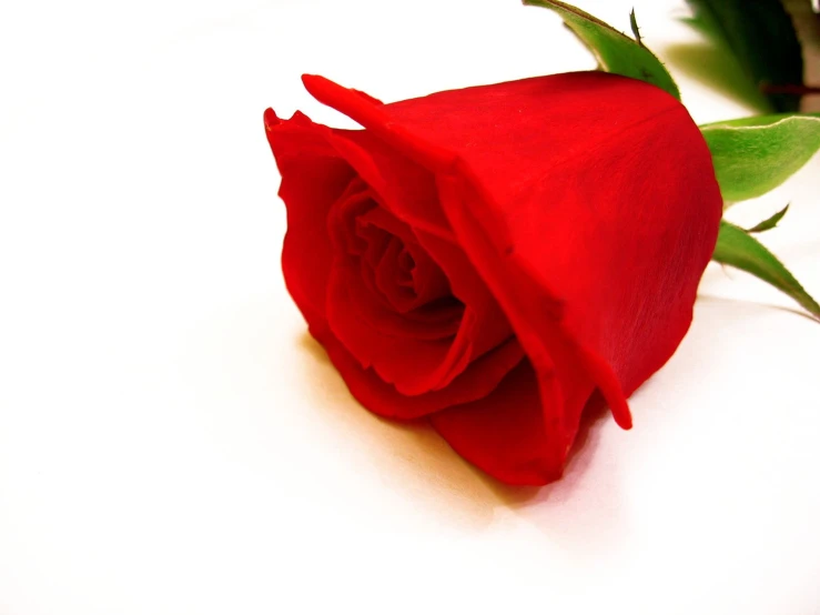 a flower laying on a white surface with a green stem