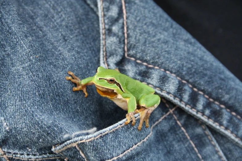 a green frog perched on top of a pair of blue jeans