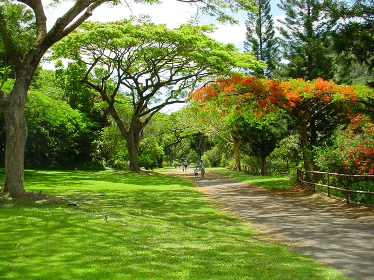 a bicycle rider in the distance, traveling down the street between trees