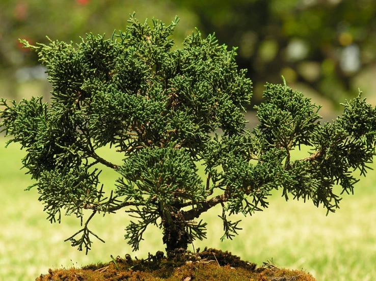 a little tree that is growing out of dirt