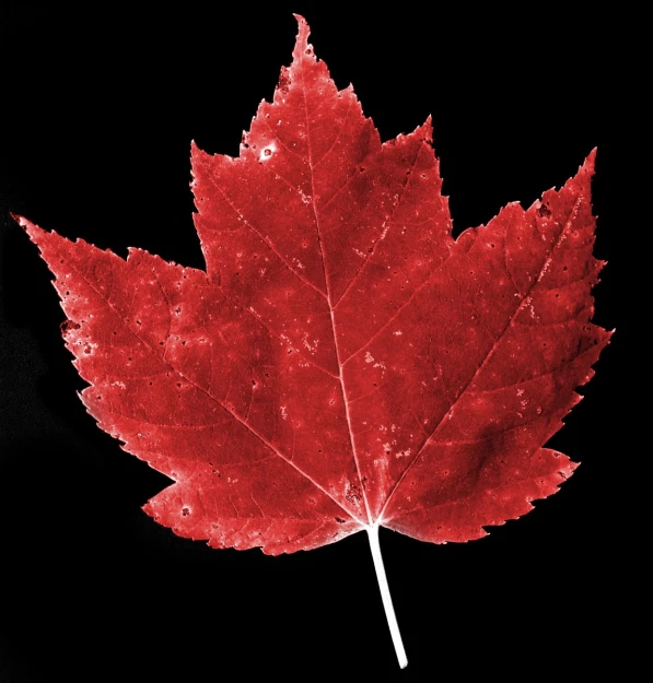 a bright red maple leaf is reflected in the water