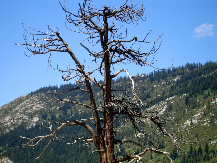 a tree that has no leaves sitting in the grass