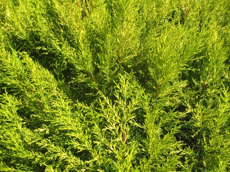 large bushes are in a field, green grass