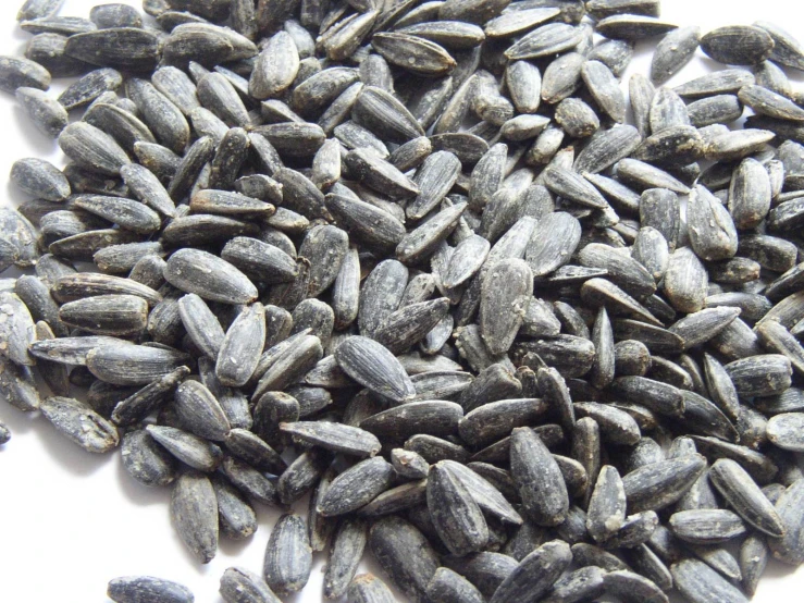 seeds are shown in this close up picture