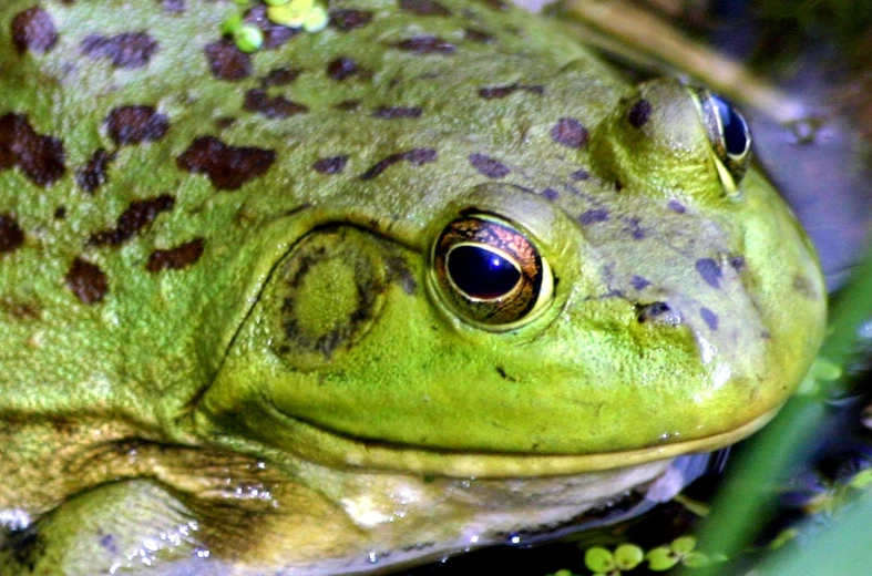 a large green and brown frog on a tree