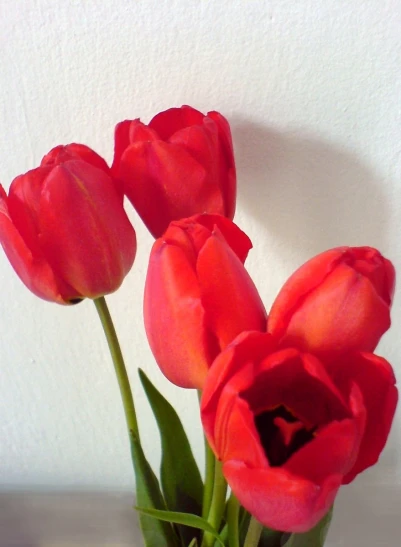 four red flowers in a vase against a white wall