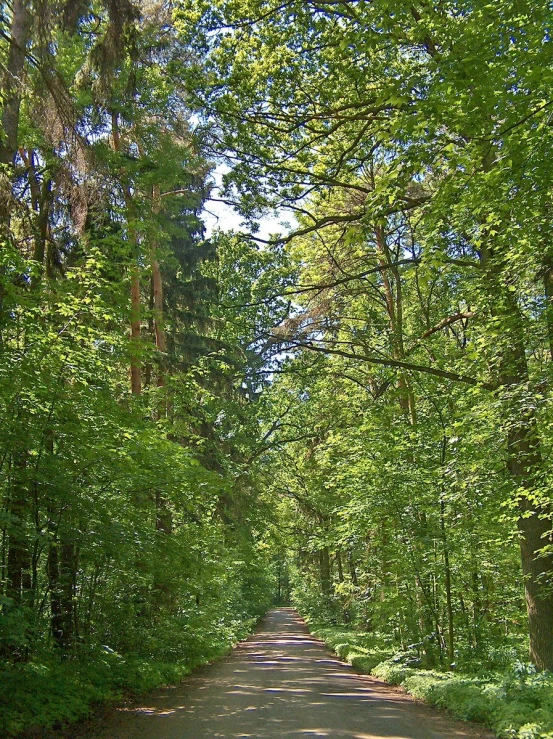 a large forest filled with lots of trees