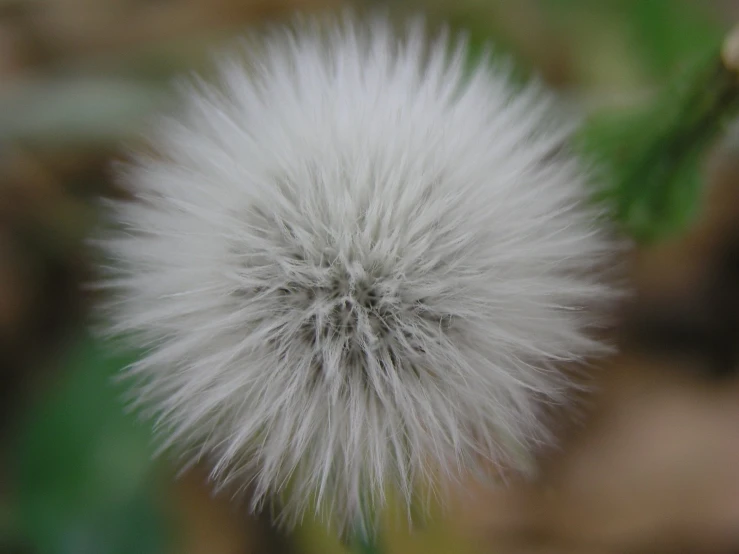 a fluffy plant sitting on top of a field