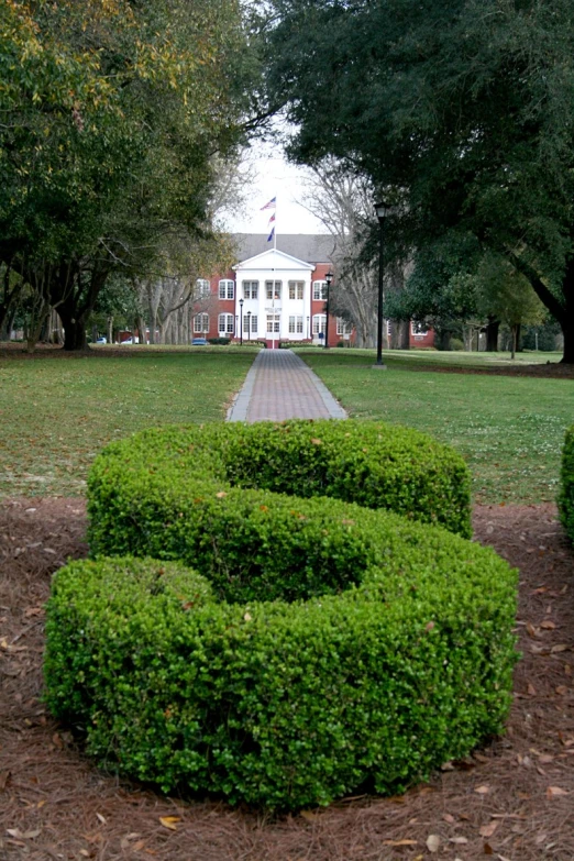 large green circular bushes in front of an open lawn