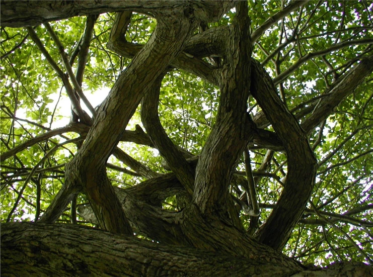 a tree with nches bent up in the air