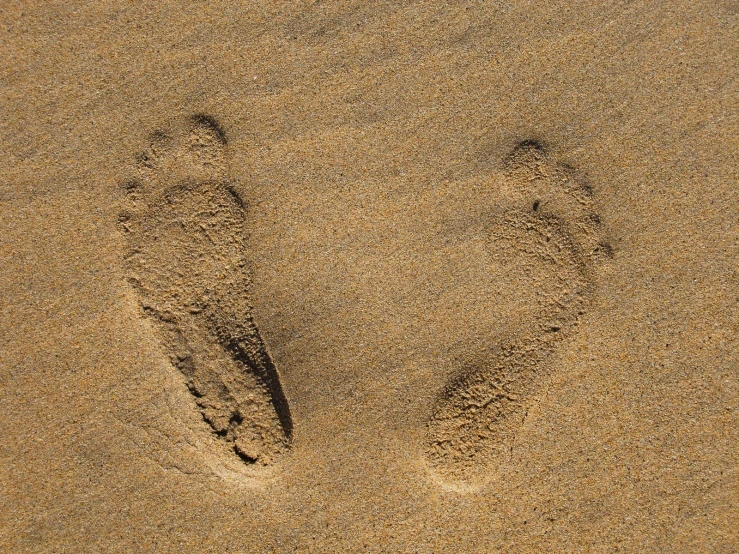 an animal paw prints on sand near the ocean