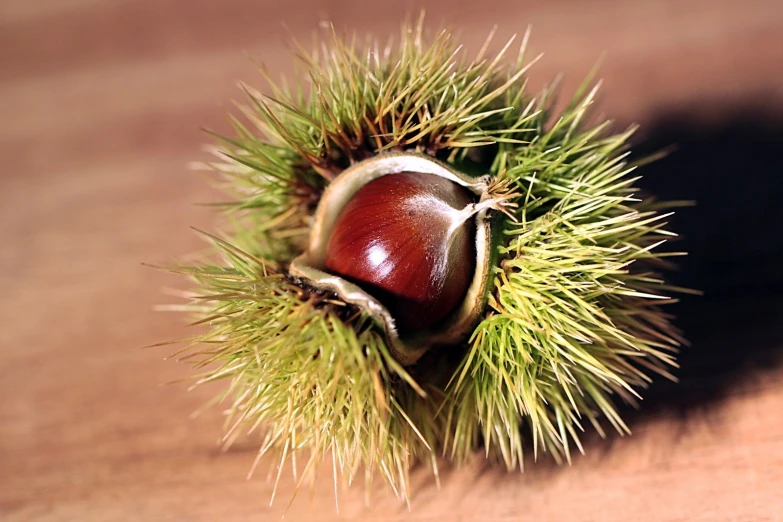 a large flower that is on a small stalk