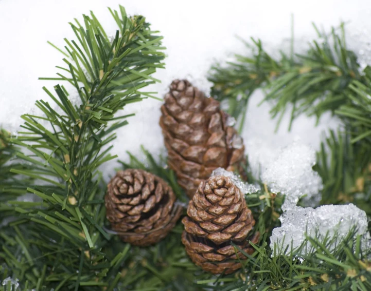 two pine cones that are standing in some snow