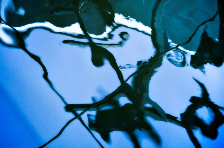 the background of water in a pool with plants reflected in the pool