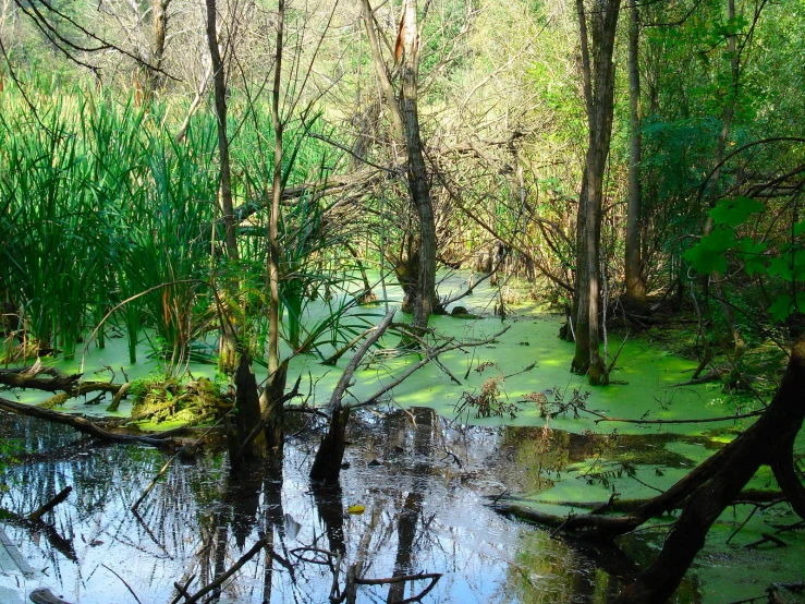 a swamp with vegetation and trees around it